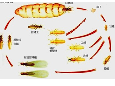 三水白蚁防治公司白蚁的生活习性是什么