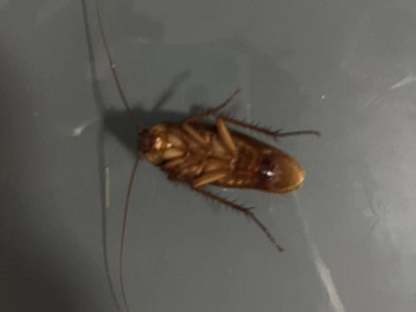 佛山病媒生物防控中心春节前后，厨房怎么防治蟑螂