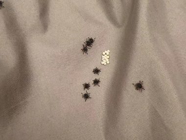 三水四害消杀站带您认识臭虫并防治臭虫