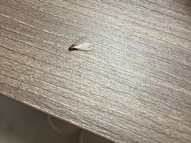 禅城白蚂蚁预防机构白蚁为什么会长出翅膀