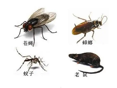 佛山杀虫灭鼠机构蟑螂、老鼠、蚊蝇的高频出没点