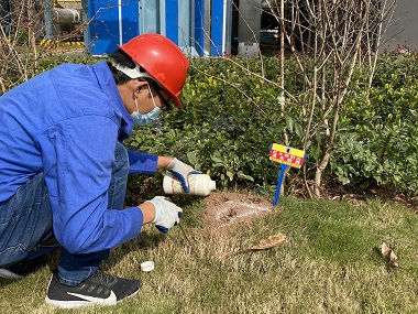 顺德蚁害防治所怎样治理红火蚁